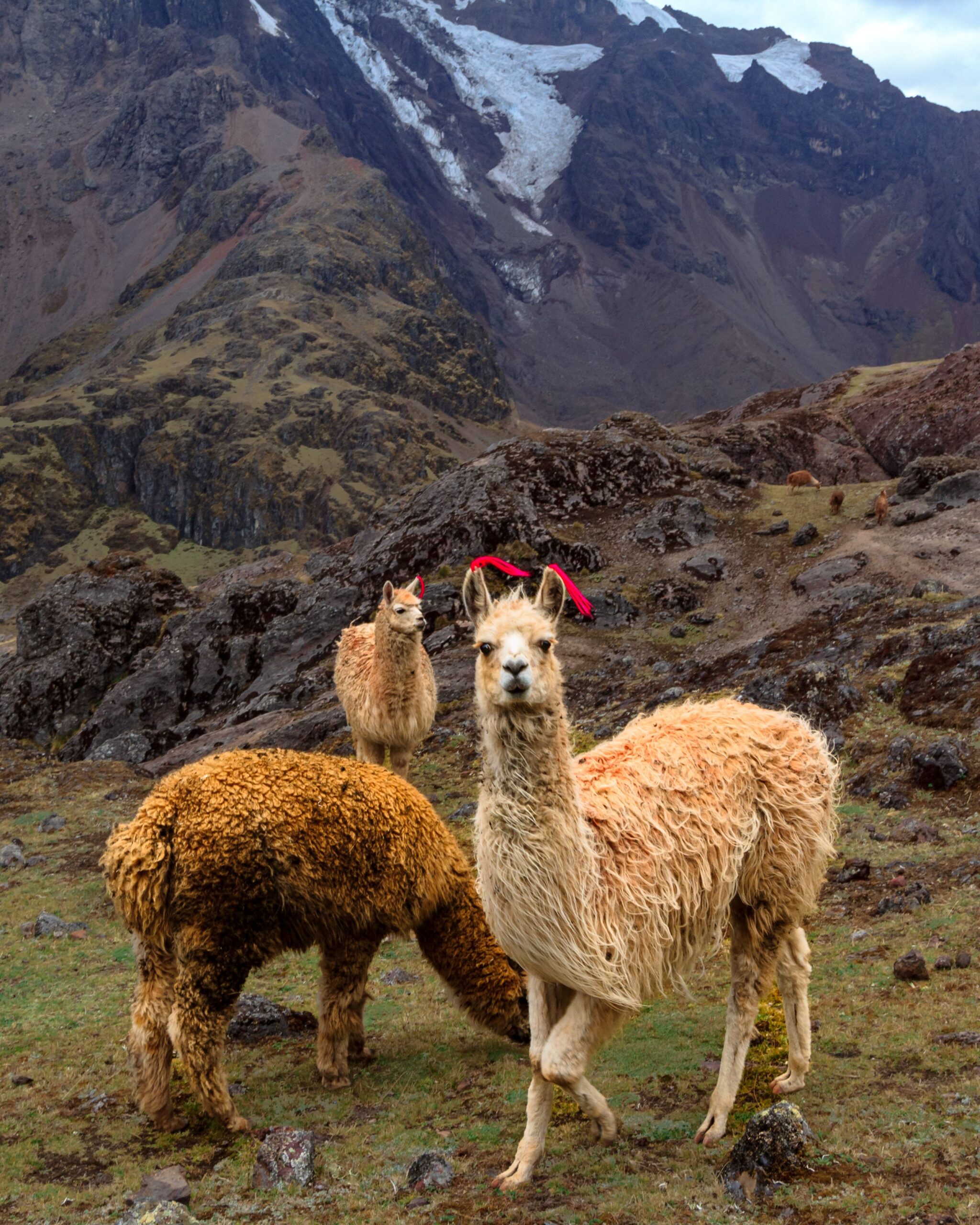 Alpacas grazing in the Andes mountains of Peru