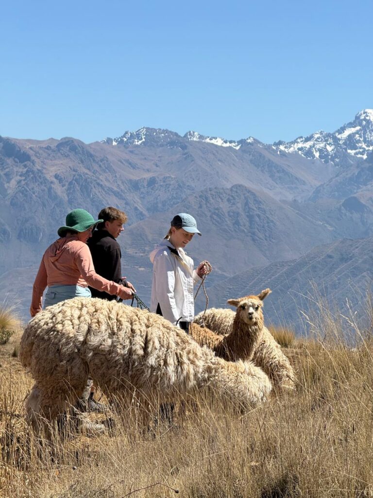 alpaca trekking