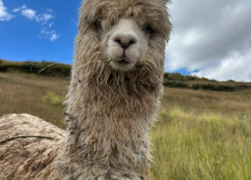 Alpaca Walk in Chinchero: A Unique Andean Experience in Cusco